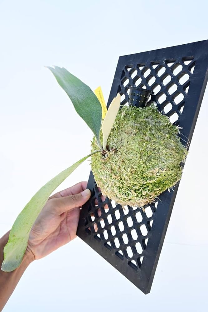 Amazon.co.jp: P.veitchii silver frond @bikamori.com